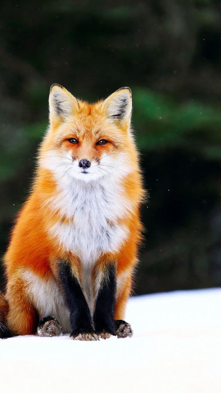 Red fox snow covered ground - a portrait free wallpaper