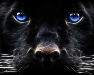 Black cat blue eyes night 2 - a black cat free wallpaper
