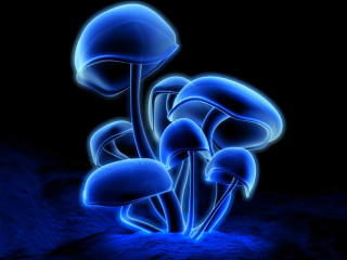 Blue mushrooms dark background blue 4 - bioluminescence free wallpaper