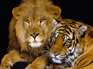 Tiger shiba inu wildlife photography 2 - two tiger free wallpaper