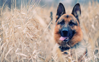 Dog standing field tall grass 2 - tall grass free wallpaper