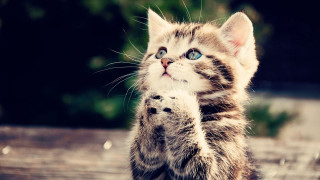 Kitten standing pawing camera wide 4 - its hind leg free wallpaper