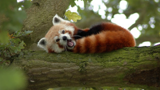 Red panda yawning in tree - its mouth open free wallpaper