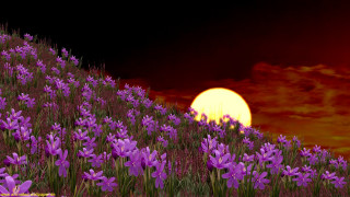 Purple flowers sun red sky - the sun in the background free wallpaper