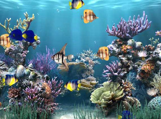 Large aquarium diverse fish colorful - sunlight free wallpaper