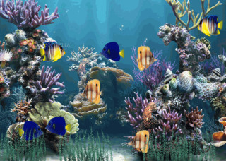 Large aquarium diverse fish vibrant 2 - many free wallpaper