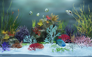 Fish corals aquarium water sand - blender free wallpaper