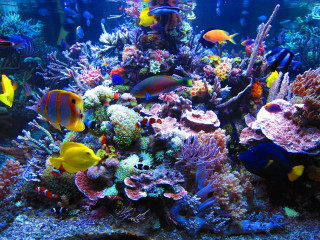 Aquarium colorful fish corals underwater - a large aquarium free wallpaper
