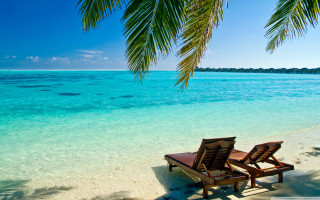 Beach chairs palm tree ocean 4 - clear blue water free wallpaper