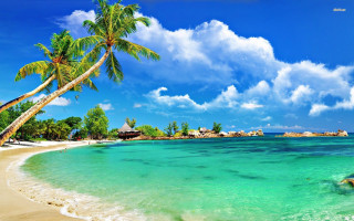 Beach palm tree blue sky 15 - a palm tree free wallpaper