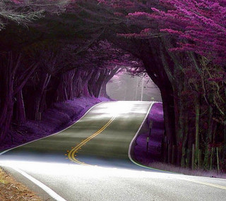 Tree tunnel road yellow line - free nature wallpaper