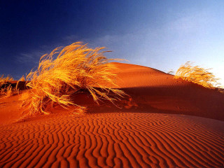 Grassy plant desert blue sky - amir zand free wallpaper