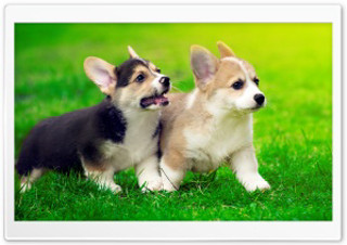 Small dogs standing grass together - the other free wallpaper