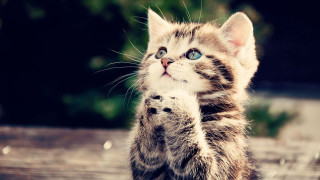 Kitten standing pawing camera wide 5 - its hind leg free wallpaper