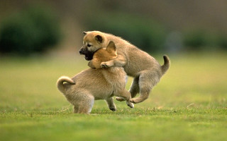 Dogs playing in field with - one dog free wallpaper