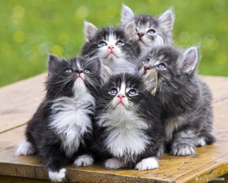 Kittens wooden table looking up 3 - a blurry background free wallpaper