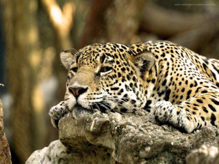 Leopard resting rock zoo enclosure - a rock in a zoo enclosure free wallpaper