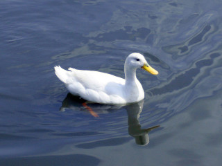 Duck floating water shoreline yellow 2 - water next free wallpaper