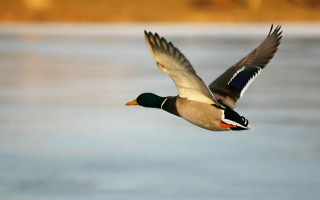 Duck flying water tree bird - brown free wallpaper