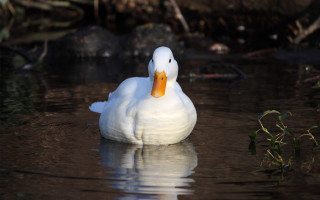 White duck floating water forest 2 - brenda chamberlain free wallpaper