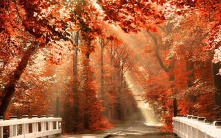 Road white fence red leaves 2 - a sunbeam in the distance free wallpaper
