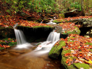 Forest stream water leaves rocks - a stream free wallpaper