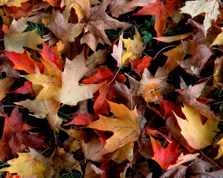Leaves on ground in grass - the grass free wallpaper
