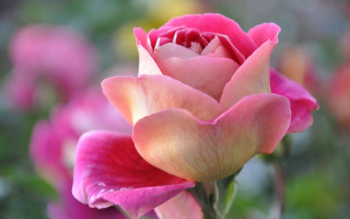 Pink rose green background blurry 3 - a pink rose free wallpaper