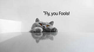 Cat laying table caption fly - e. william gollings free wallpaper