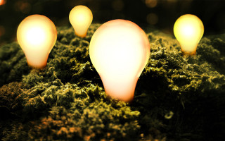 Light bulbs moss ground background 2 - top of a moss free wallpaper