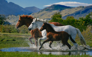 Horses running water mountain trees - the side of the water free wallpaper