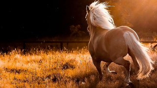 Horse running field grass sunset - back free wallpaper