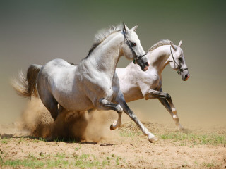 Two horses running dirt wild 3 - the other free wallpaper