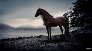 Horse rocky hill water cloudy - majestic free wallpaper
