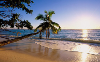 Palm tree beach sun person 2 - the background and a person free wallpaper