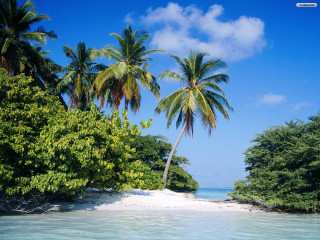 Beach palm trees blue sky 19 - a few person free wallpaper
