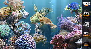 Coral reef fish swimming computer - underwater free wallpaper