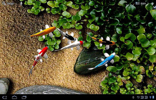 Fish swimming pond plants rocks 2 - lostfish free wallpaper