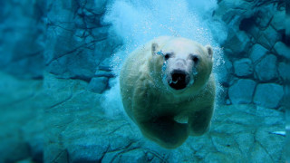 Polar bear swimming water rocks 4 - polar free wallpaper