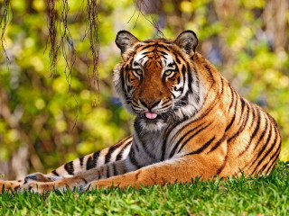 Tiger laying grass trees bushes 4 - a tiger free wallpaper