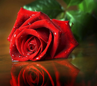 Red rose water drops gothic - water droplet free wallpaper