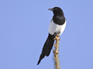 Black white bird plant blue - bird free wallpaper
