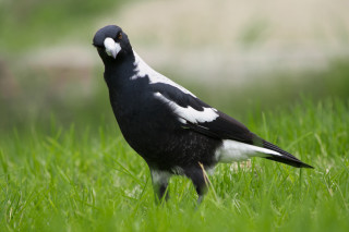 Black white bird grass looking - something free wallpaper