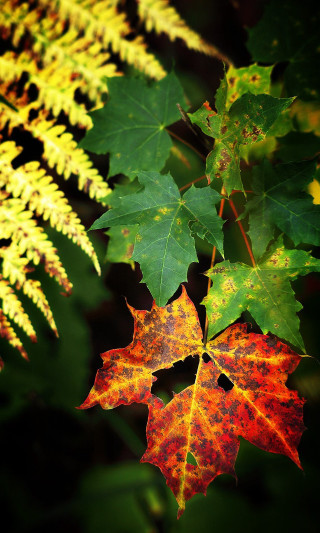 Leaf tree branch sun other - a leaf free wallpaper