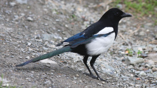 Black white bird gravel road - bird free wallpaper
