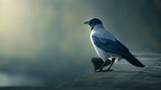 Bird standing on ledge in 2 - a black head free wallpaper