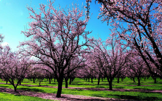 Field trees pink flowers path 2 - impressionist free wallpaper