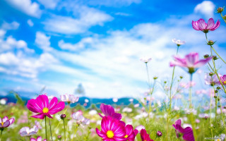 Purple flowers blue sky clouds 4 - a few pink flower free wallpaper