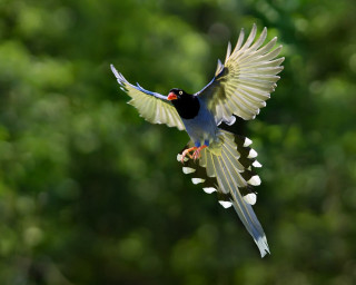Bird flying angel wings aurora - bird free wallpaper