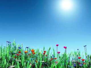 Field flowers grass blue sky 6 - blue sky free wallpaper